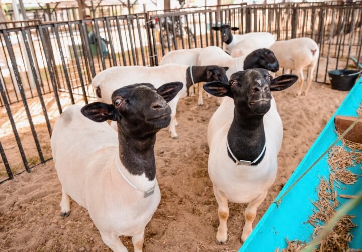Expo Coité: Chegada dos expositores marca o início da tradicional feira agropecuária